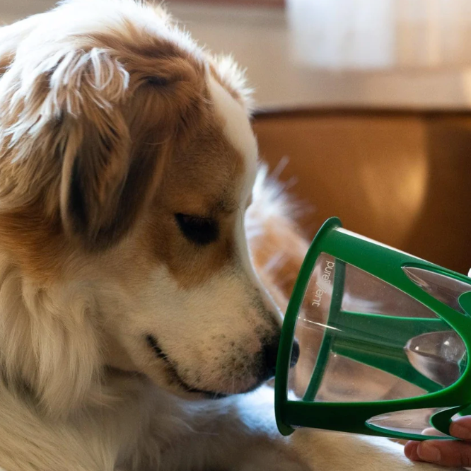 Terapia de Oxígeno para Mascotas: Cómo Usar un Concentrador Doméstico de Forma Segura
